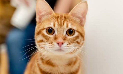 Blonde Cat Names That are Just Beautiful